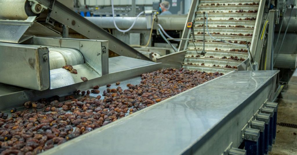 Industrial machinery sorting dates on a production line in a factory.
